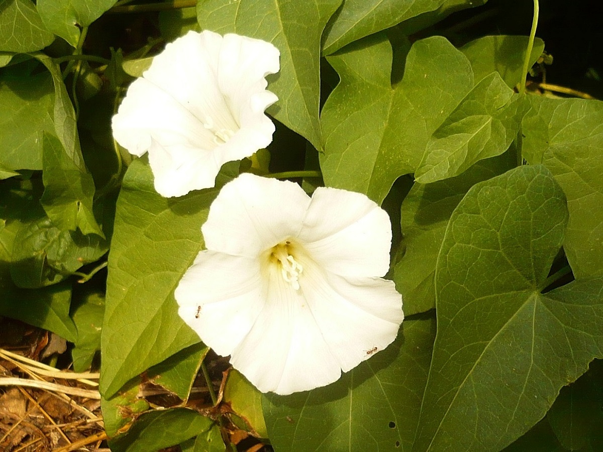 Convolvulus sepium (Convolvulaceae)
